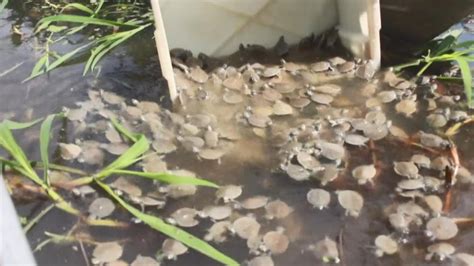 A­m­a­z­o­n­ ­N­e­h­r­i­’­n­d­e­ ­k­a­p­l­u­m­b­a­ğ­a­ ­s­e­l­i­